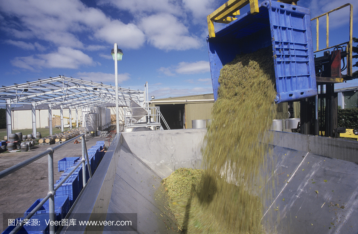 澳大利亞維多利亞州亞拉谷準備破碎的釀酒葡萄