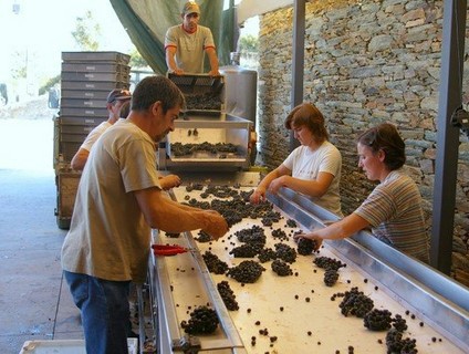 3分鐘,帶你了解紅葡萄酒制作過(guò)程